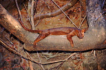 Fossa male resting in tree, Kirindy forest, Madagascar