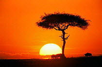Sunrise in the Masai Mara, Kenya, Wildebeest graze under Ballanites tree
