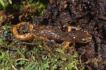 Salamander {Hydromantes ambrosii} Italy