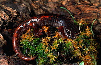 Salamander curled around plant {Hydromantes ambrosii} Italy