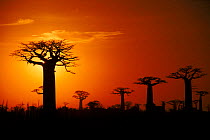 Baobab trees at sunset, near Morondava, west Madagascar