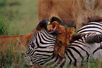 Lioness suffocating zebra, Masai Mara NR Kenya
