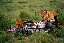 two Lionesses {Panthera leo} killing Zebra, Masai Mara GR, Kenya