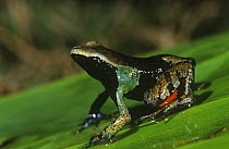 Beautiful mantella frog {Mantella pulchra} Perinet Special Reserve, Madagascar, vulnerable species