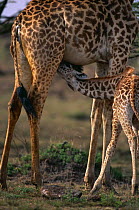 Baby Giraffe suckling {Giraffa camelopardalis} Masai Mara NR, Kenya