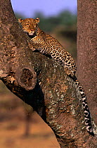 Leopard {Panthera pardus} resting in tree, Masai Mara NR, Kenya