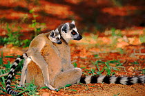 Ring-tailed lemur with young, Berenty Reserve, Madagascar