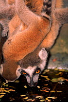 Ring tailed lemur and young drinking, Berenty Reserve, Madagascar