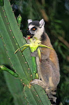 Ring-tailed lemur (Lemur catta) feeding on cactus, Berenty Reserve, Madagascar
