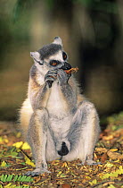 Ring-tailed lemur (Lemur catta) feeding on tamarind, Berenty Reserve, Madagascar