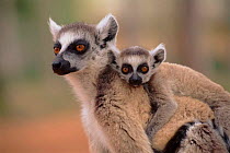 Ring-tailed lemur carrying young, Berenty Reserve, Madagascar