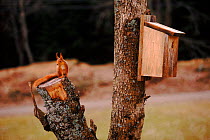 Red squirrel investigates birdbox. Sequence 1/5
