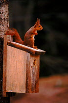 Red squirrel investigates birdbox. Sequence 2/5. Sweden