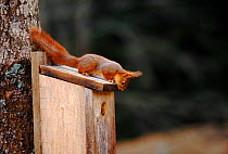 Red squirrel investigates birdbox. Sequence 3/5. Sweden