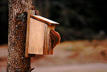 Red squirrel investigates birdbox. Sequence 4/5. Sweden