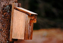 Red squirrel investigates birdbox Sequence 5/5, Sweden