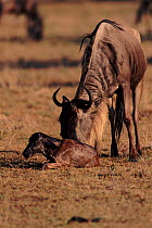 Wildebeest with newborn calf, Masai Mara, Kenya
