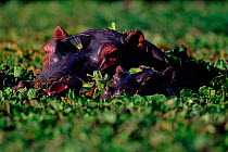 Hippopotamus submerged in water cabbage (Hippopotamus amphibus) submerged in water cabbage. Masai Mara NR, Kenya, East Africa