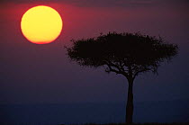 Ballanites tree silhouetted at sunrise, Masai Mara NR, Kenya