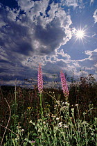Fragrant orchids against dramatic sky, Italy