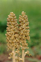 Bird's nest orchid flowers, saprophytic plant, Italy
