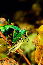 European praying mantis with grasshopper prey {Mantis religiosa} Italy