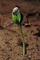Sunflower seedling's first leaves breaking from seed shell, Italy
