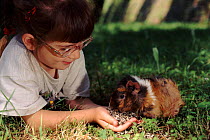 Child feeds Domestic guinea pig, Italy