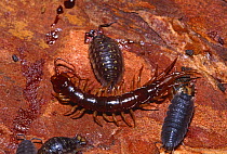 Common centipede Lithobius forficatus} with Woodlice {Oniscus ascellus} UK