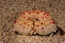 Crab, Meditarranean Sea, Italy
