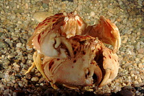 Crabs mating, Mediterranean, Italy