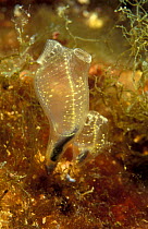 Tunicates {Polycarpa aurata} Pacific, Philippines.