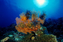 Featherstars on fan coral. Indo-Pacific