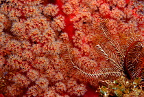 Featherstars and soft coral. Indo-Pacific
