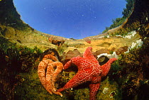 Starfish in tidepool, Pacific, Canada