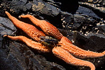 Starfish feeding on clam at low tide, Vancouver Island, Canada