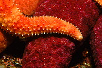 Starfish with arm on another starfish. Pacific, Canada