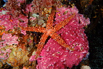 Starfish (Nardoa sp.). Indo-Pacific