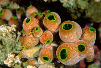 Colonial sea squirt colony (Atriolum robustum). Solomon Islands, Pacific
