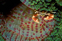 Anemone crab on anemone. Pacific, Phillipines