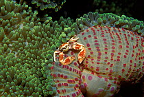 Anemone crab on anemone. Philippines, Pacific Ocean