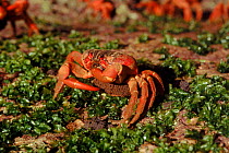 Red crab (Gecarcoidea natalis) feeding on lost eggs of other red crabs. Christmas Island, Australia