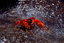 Red crab (Gecarcoidea natalis) in heavy rainfall. Christmas Island, Australia