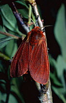 Ruby tiger moth {Phragmatobia fulginosa} on bog myrtle, Scotland, UK