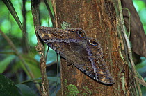 Black witch moth {Ascalapha odorata} Tambopata Reserve, Peru.