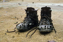 Forest butterflies gathering on boots to extract salts from leather (Lepidoptera) Epulu Ituri Rainforest, Congo