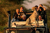 Cheetah using tourist vehicle as look out point, Okavango Delta, Botswana, Africa.