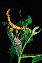 Macleay's spectre or Giant Prickly Stick Insect (Extatosoma tiaratum) with shed exoskeleton on leaves, originates from Australia.