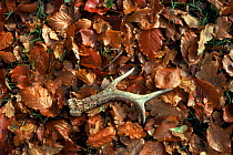 Roe deer (Capreolus capreolus) cast antler on leaf litter. England, UK, Europe