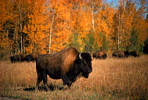Wood bison (Bison b. athabascae). Wood Buffalo NP, Canada
